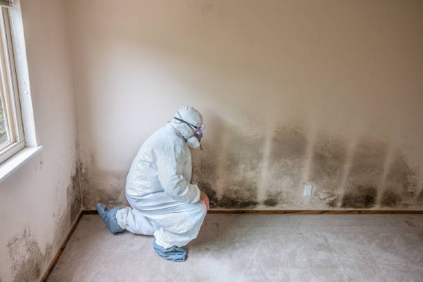 Best Bathroom Mold Remediation in USA